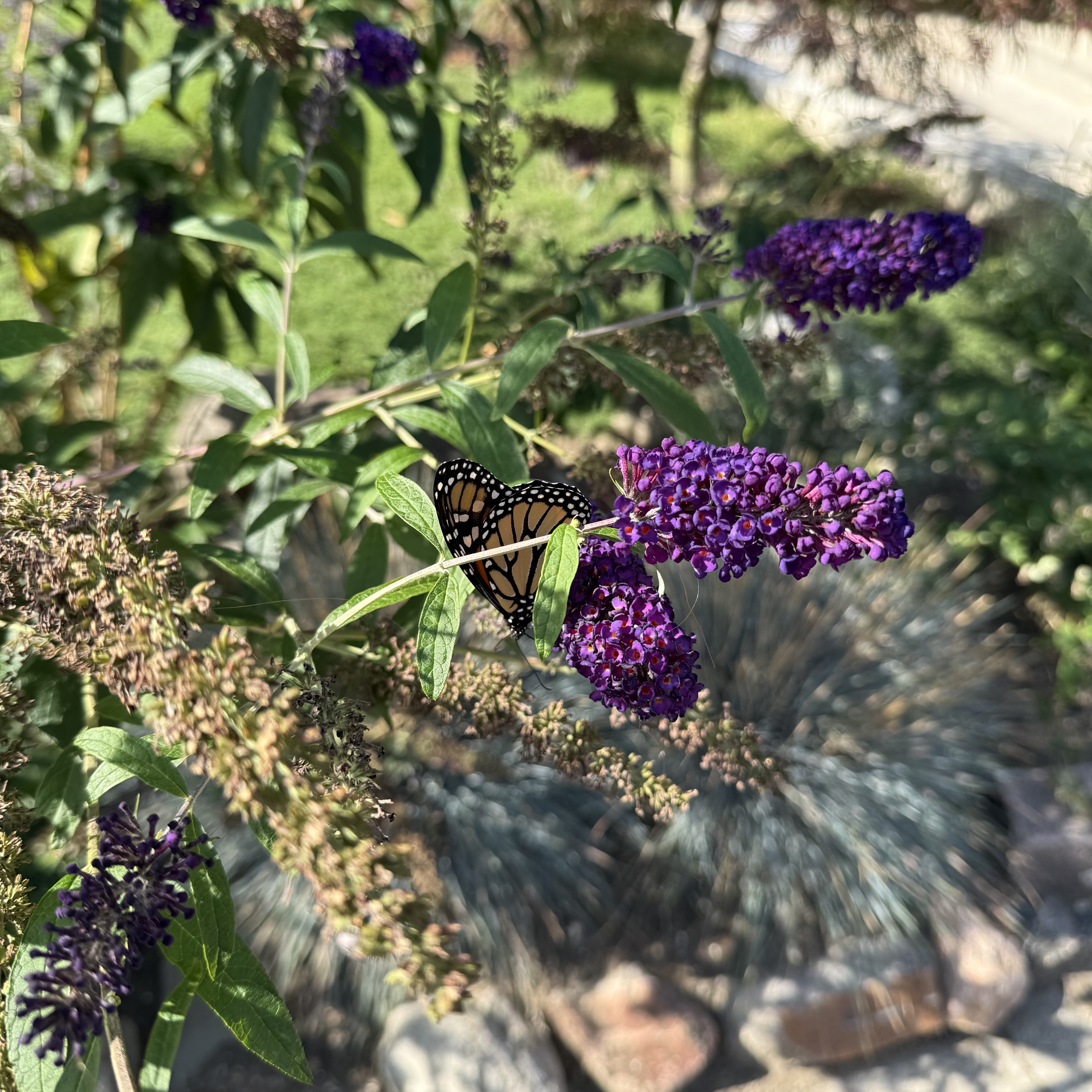 A butterfly on a flower.