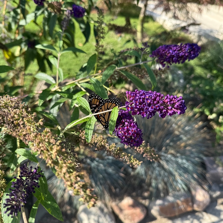 A butterfly on a flower.