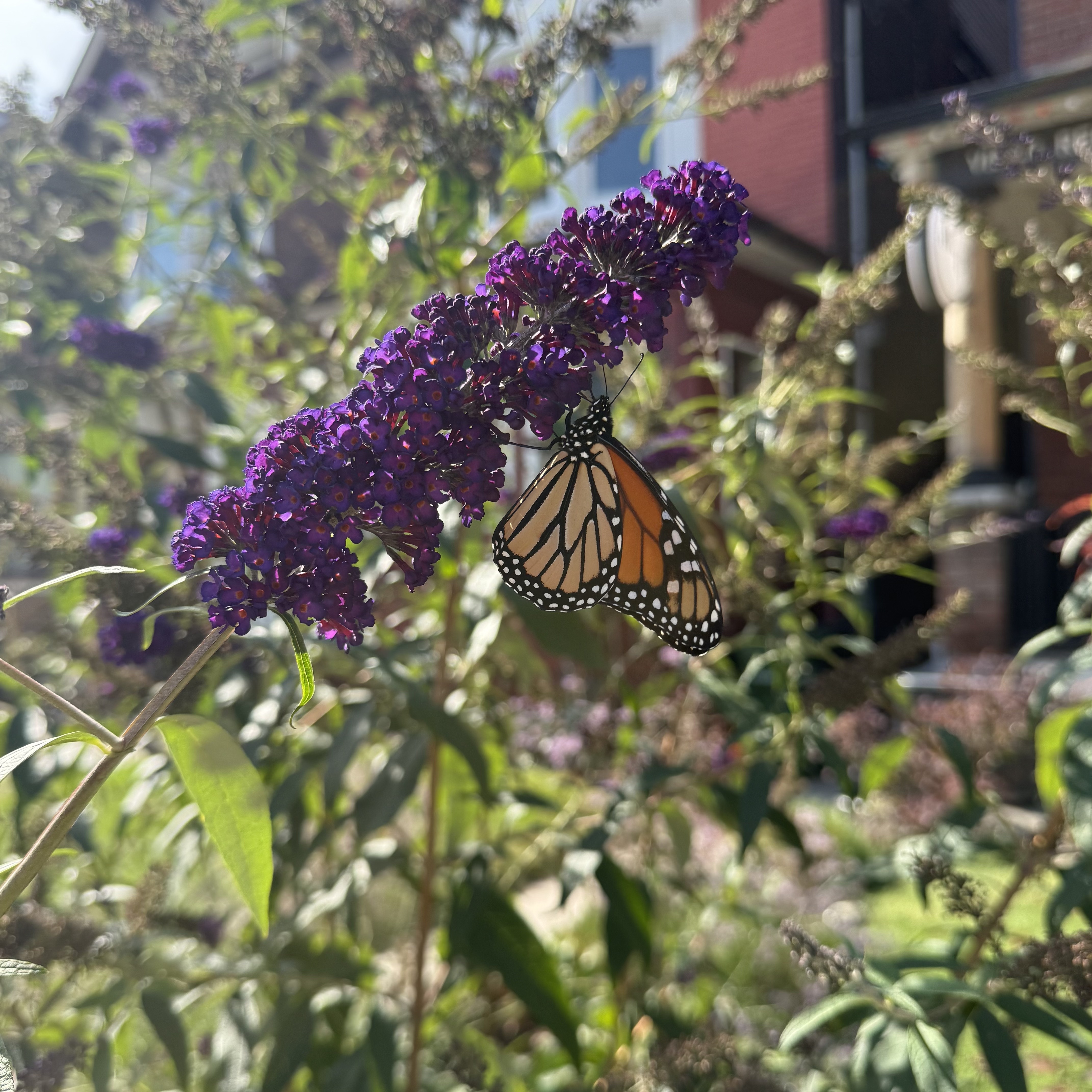 A butterfly on a flower.
