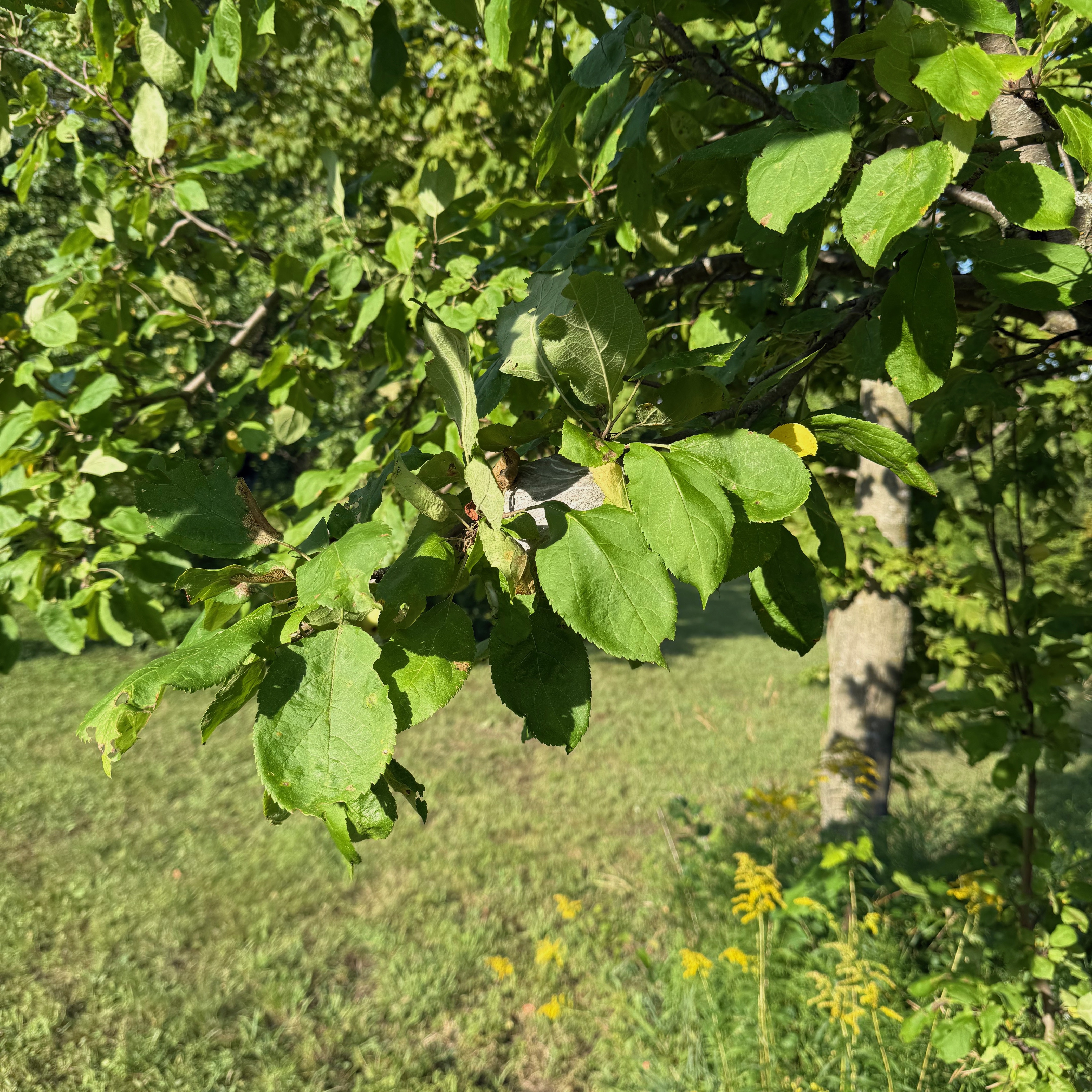 Close-up of a tree branch with bright green leaves in sunlight, with a grassy field and small yellow flowers in the background.