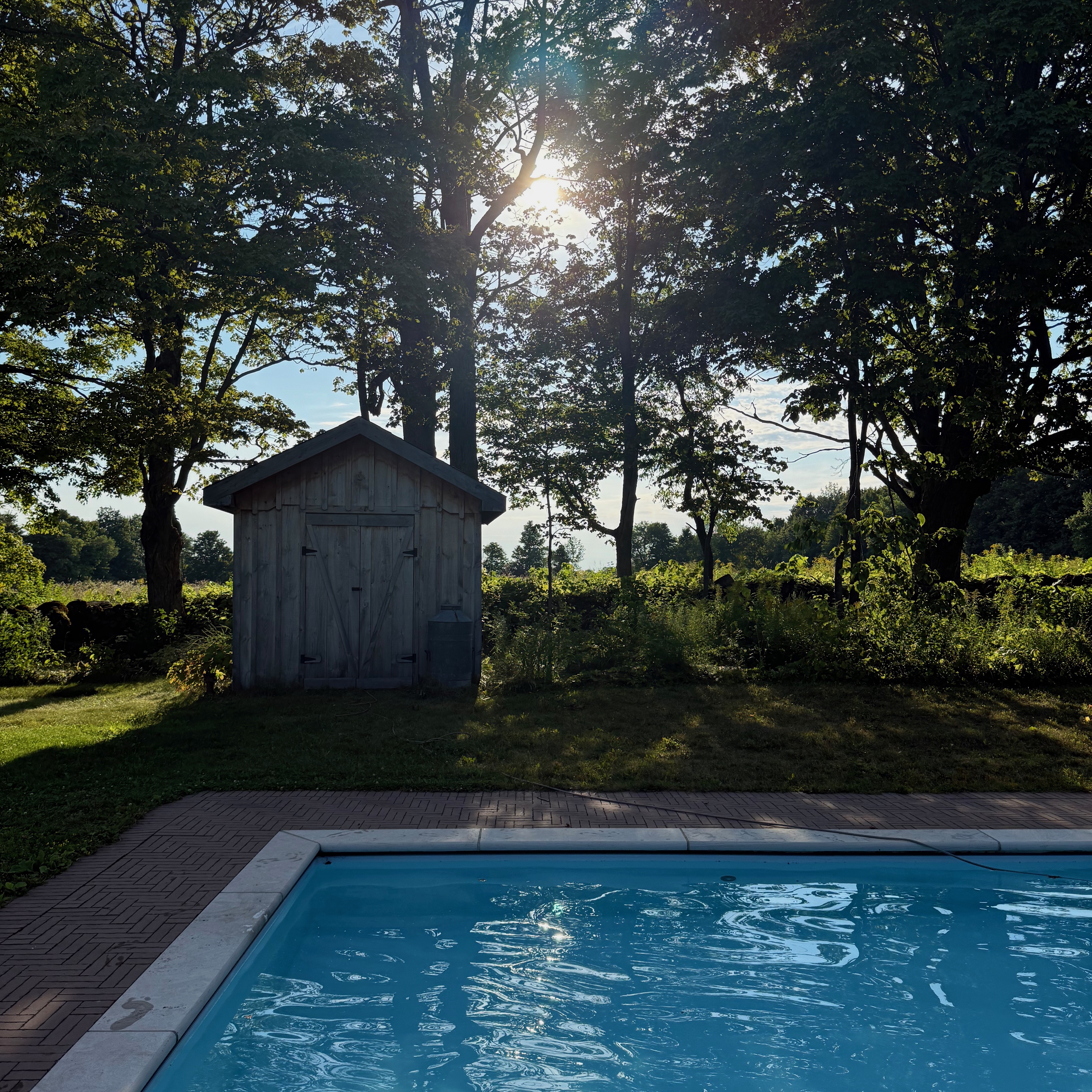 Backyard scene with a small wooden shed framed by tall trees, sunlight filtering through the leaves, and the corner of a bright blue swimming pool in the foreground.