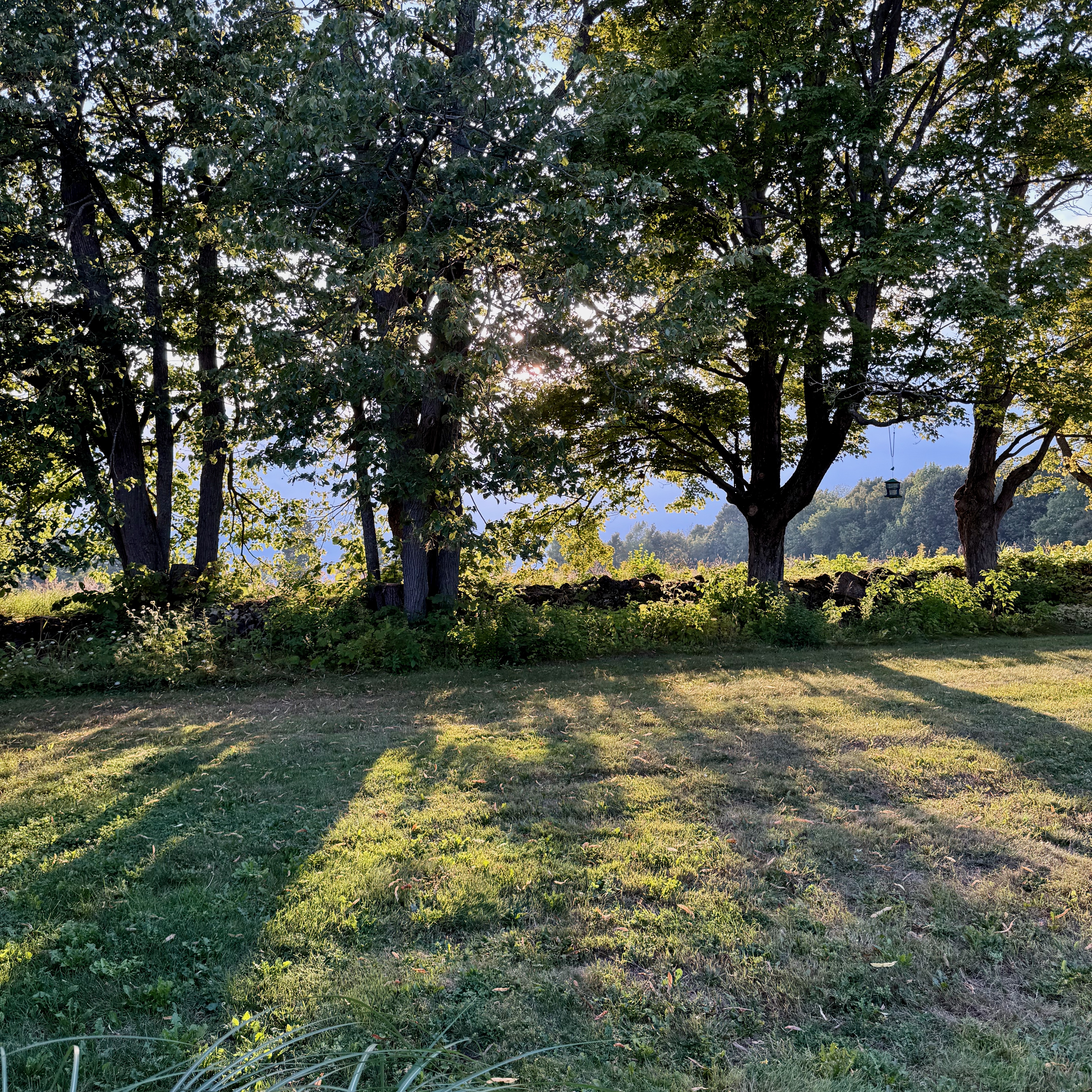 Sunlight streaming through tall trees at the edge of a grassy yard, casting long shadows across the lawn with a stone wall and hills faintly visible in the distance.