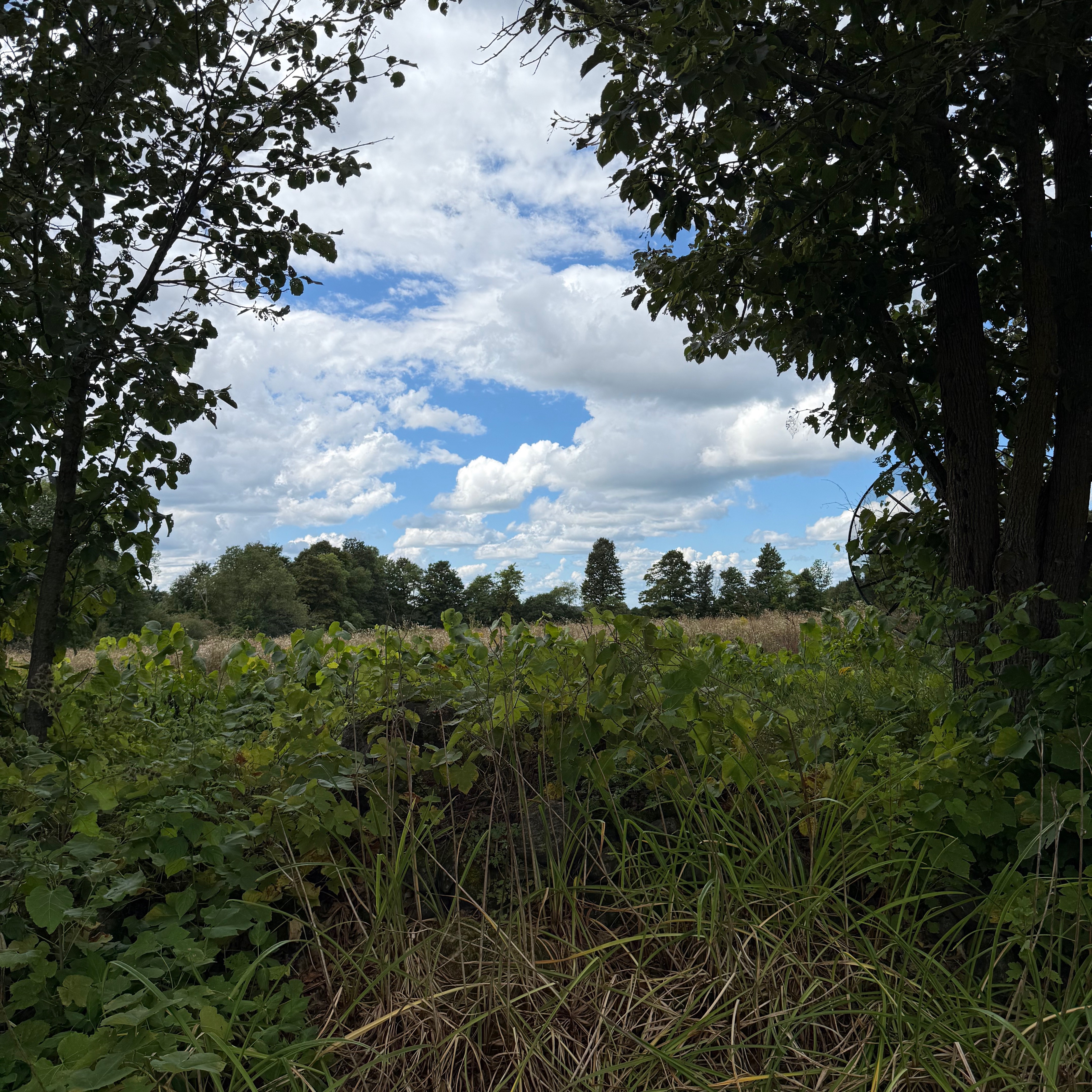 View through trees and tall grass toward an open field, with a patch of blue sky and scattered white clouds above the horizon.