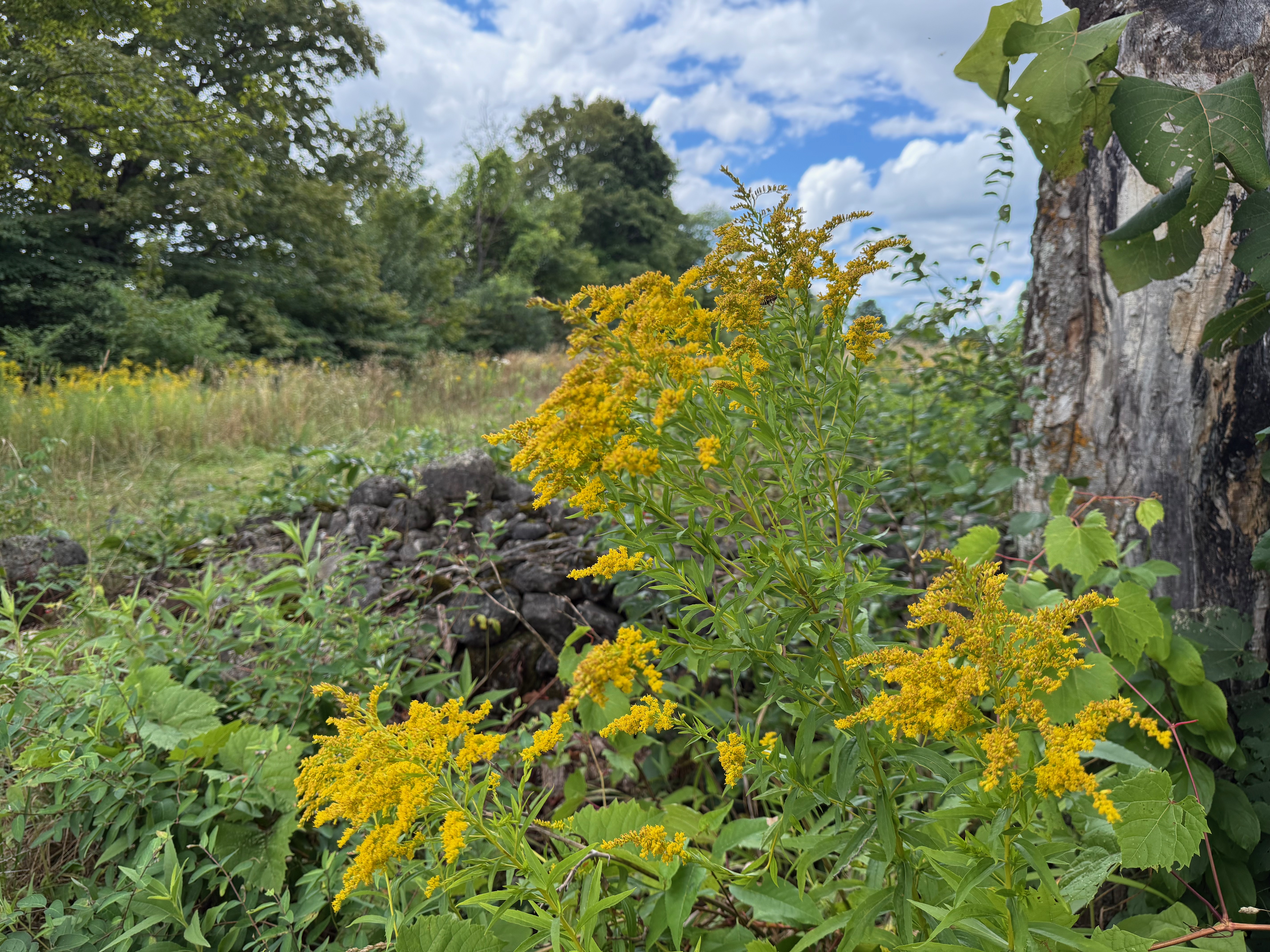Bright yellow wildflowers growing near a tree trunk and stone wall, with tall grasses and leafy trees in the background under a partly cloudy sky.