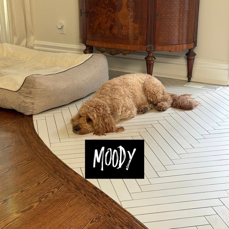 Theo, a golden doodle, is lying on a herringbone floor in a cozy room with the word "MOODY" written on the floor.