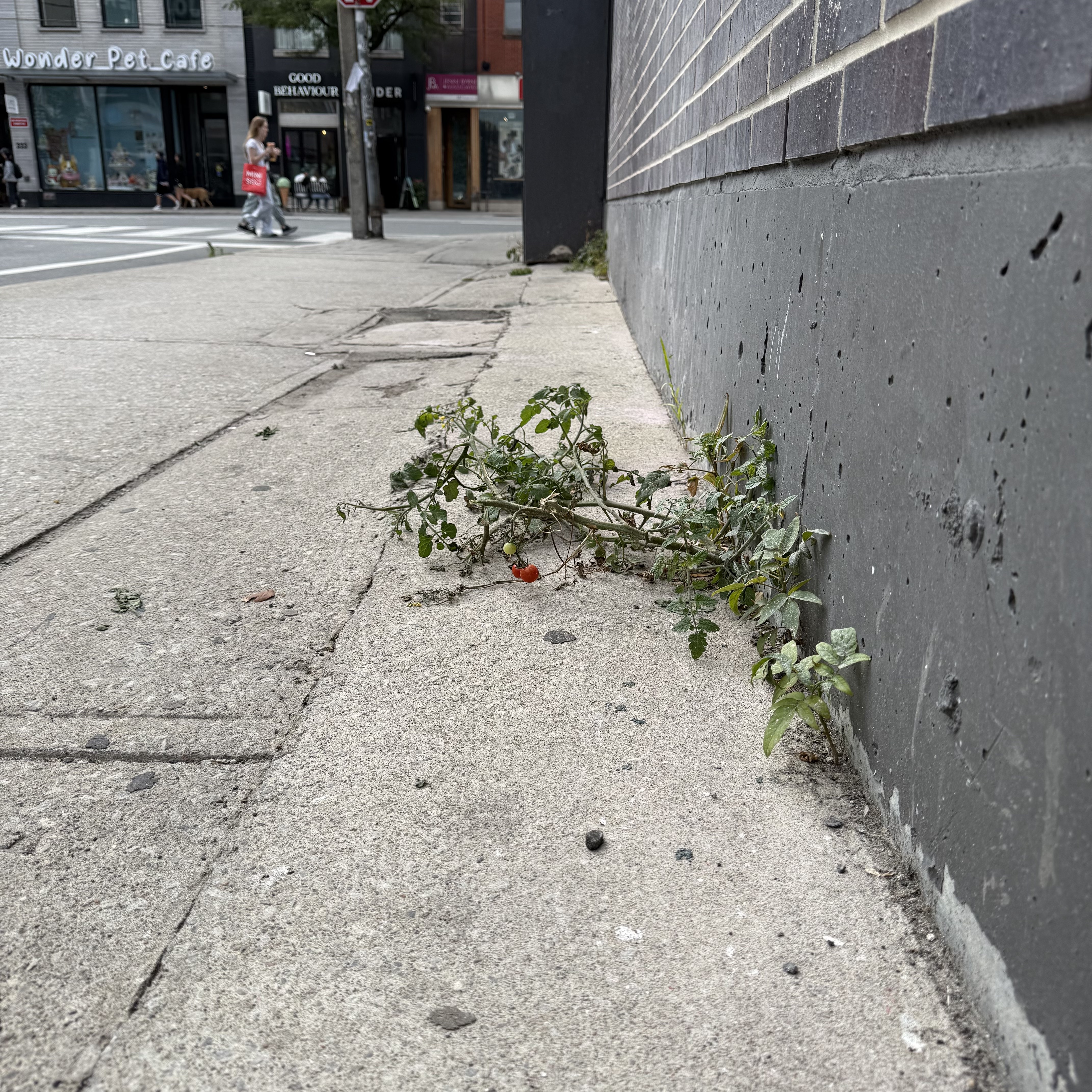 A tomato plant growing in concrete on the side of a building.