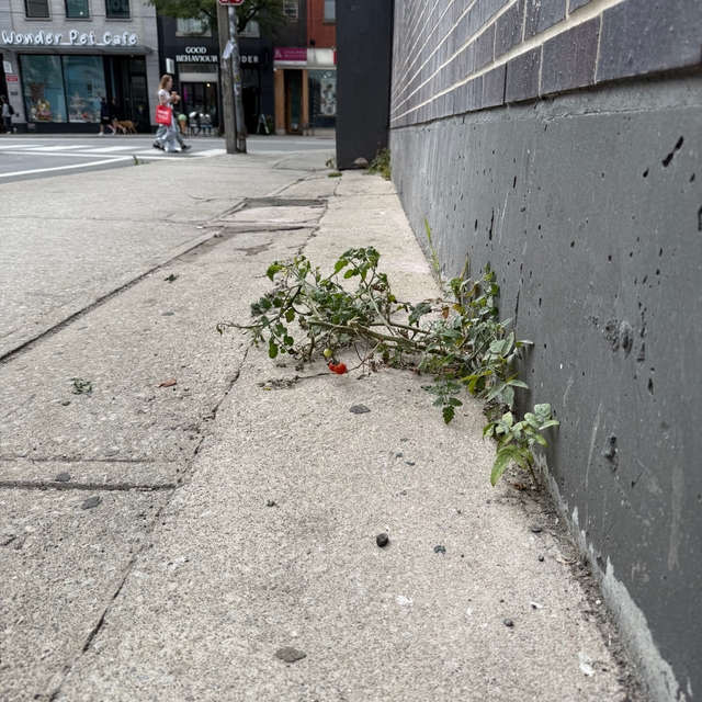 A tomato plant growing in concrete on the side of a building.