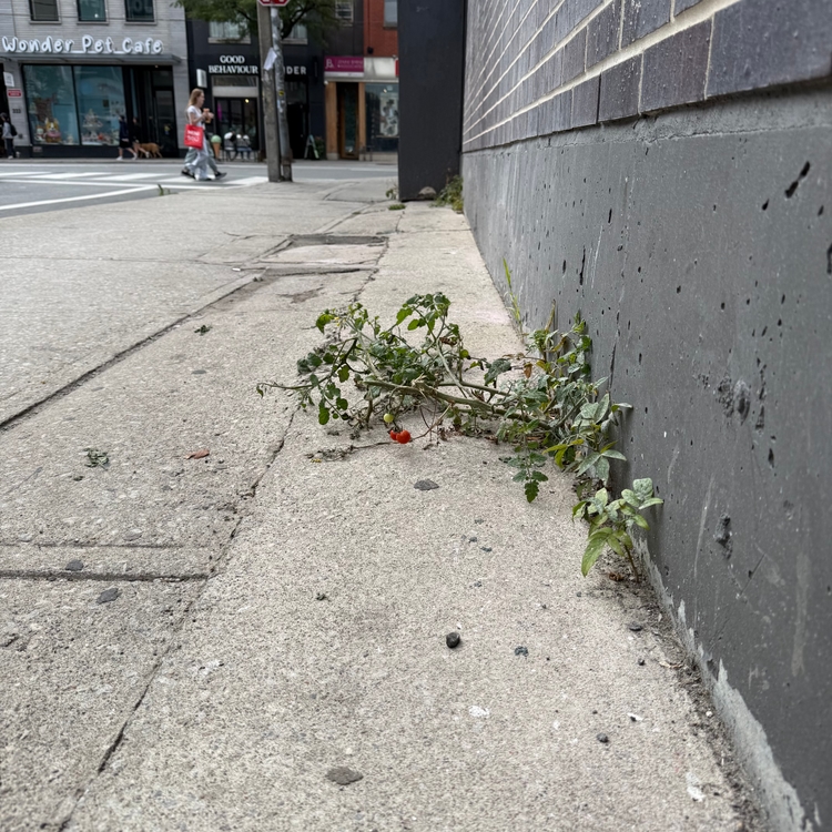 A tomato plant growing in concrete on the side of a building.