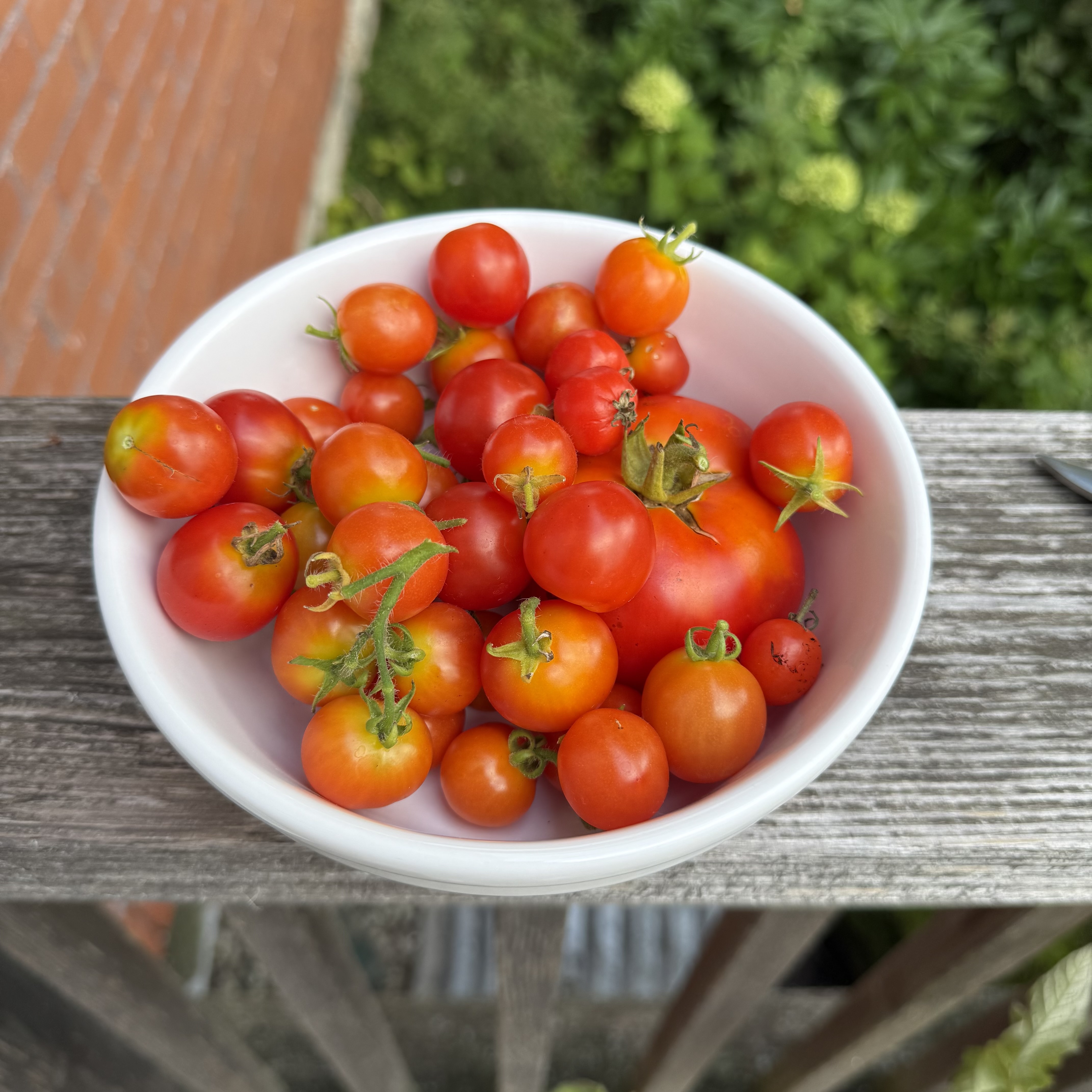 A white bowl filled with freshly picked cherry tomatoes in shades of red and orange, with green stems attached, sitting on a wooden railing with greenery and a brick wall in the background.