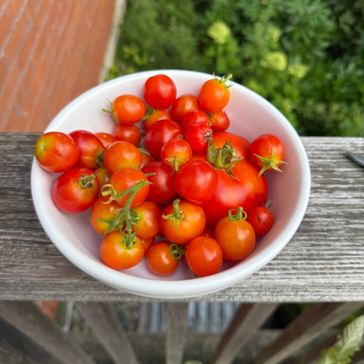 A white bowl filled with freshly picked cherry tomatoes in shades of red and orange, with green stems attached, sitting on a wooden railing with greenery and a brick wall in the background.