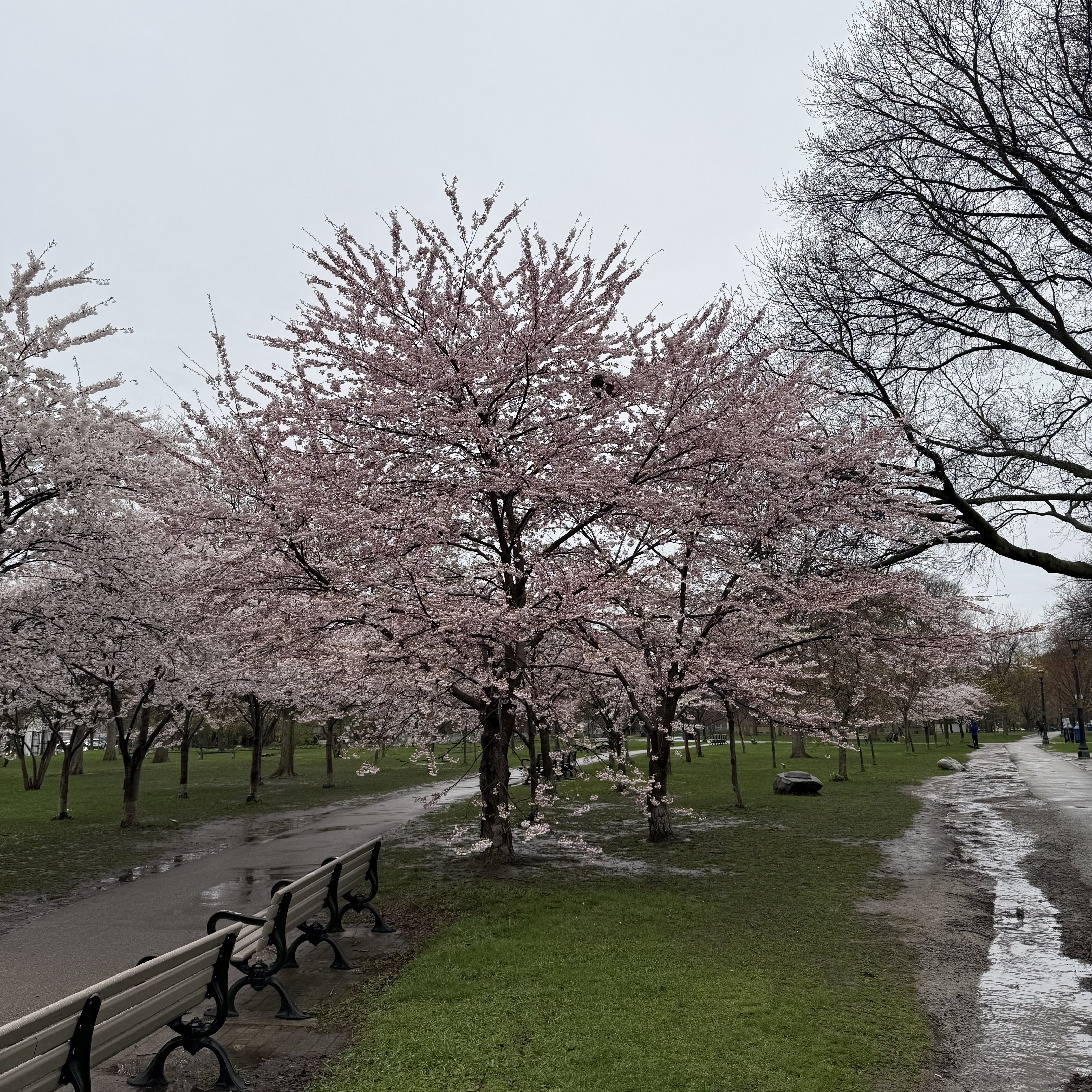 Pink cherry blossom trees lining a wet path in Trinity Bellwoods Park on an overcast day.