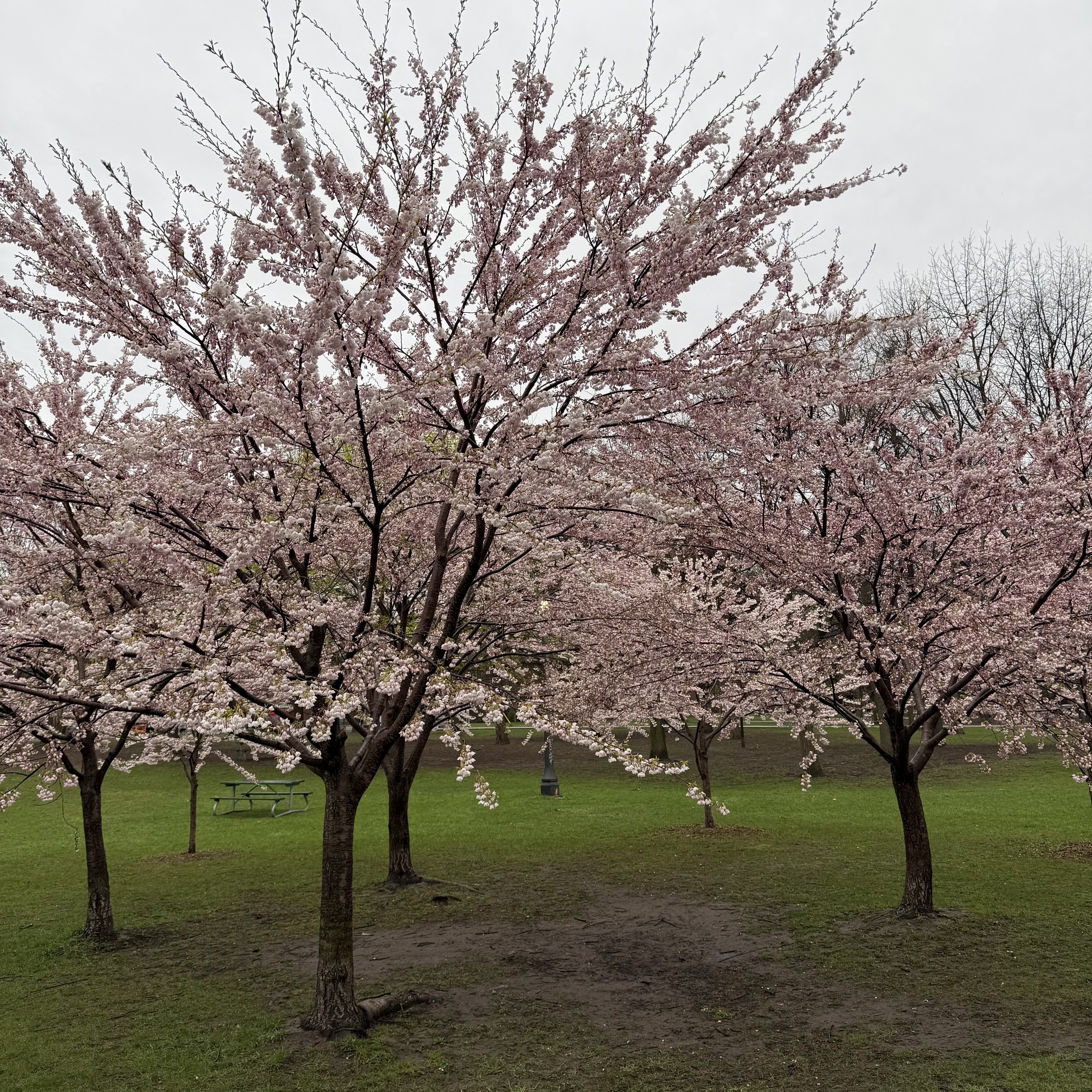 A grove of cherry blossom trees on a grey spring morning, grass still damp from rain.