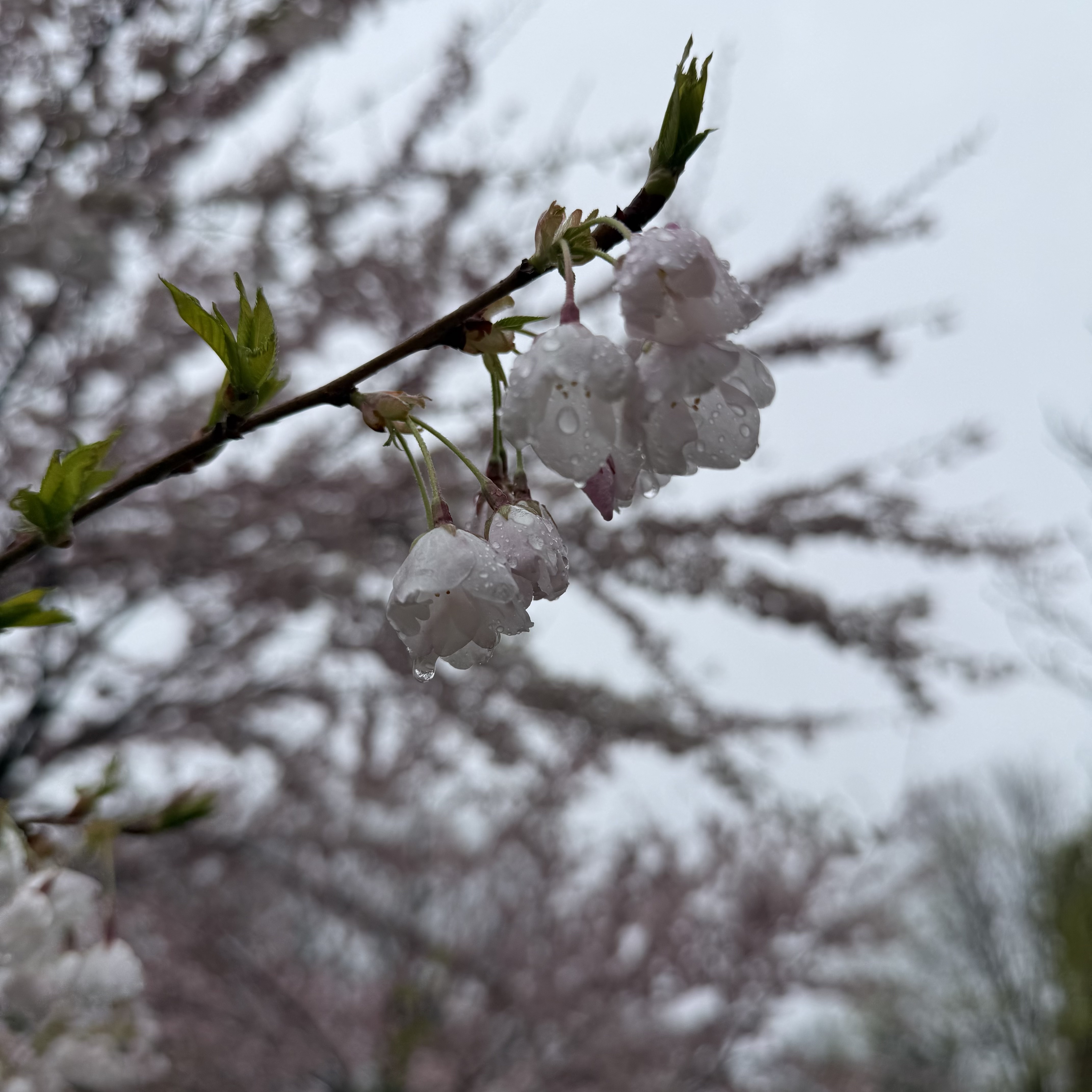 Close-up of white cherry blossom buds covered in raindrops, hanging from a bare branch.