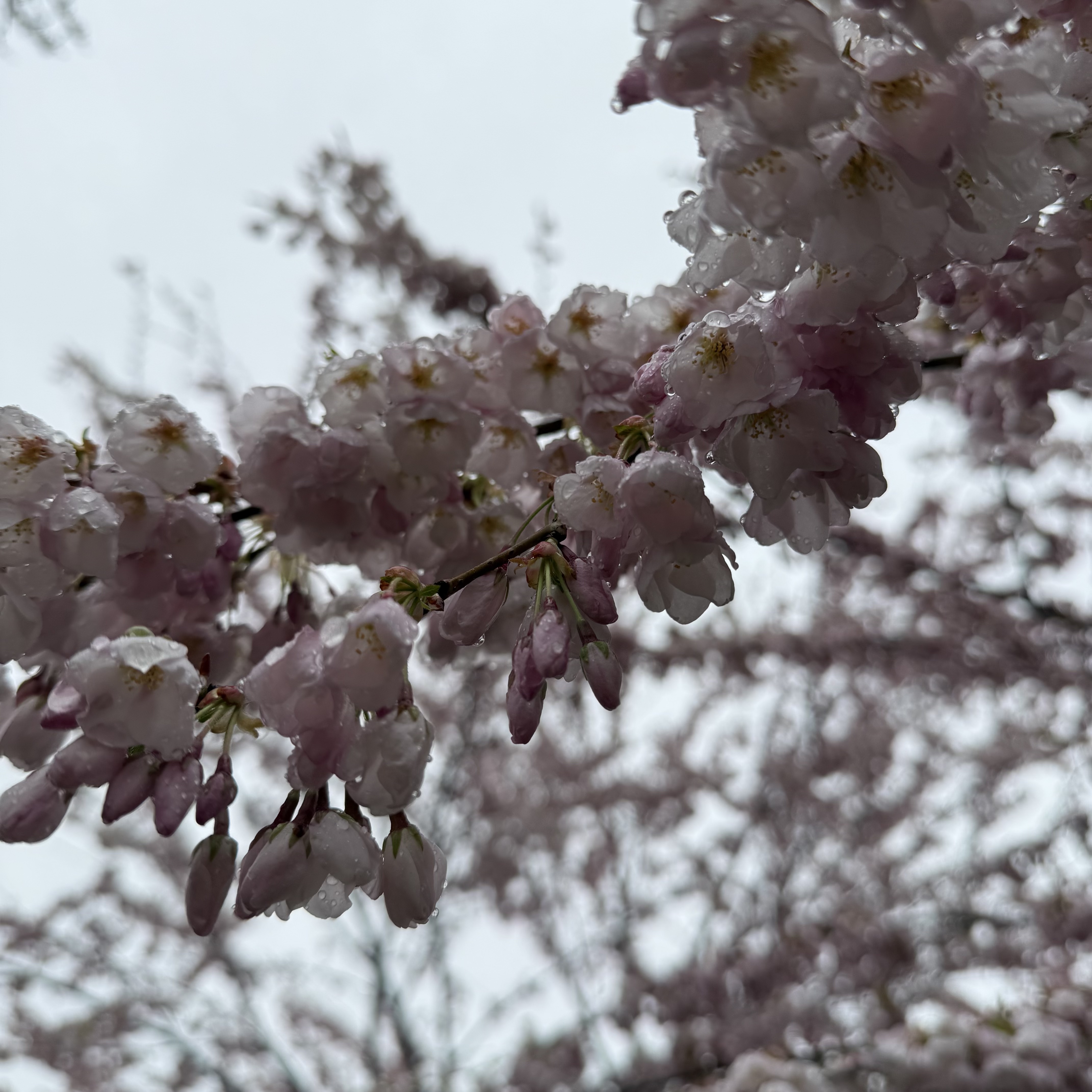 Rain-soaked cherry blossoms in bloom, petals translucent against a pale grey sky.