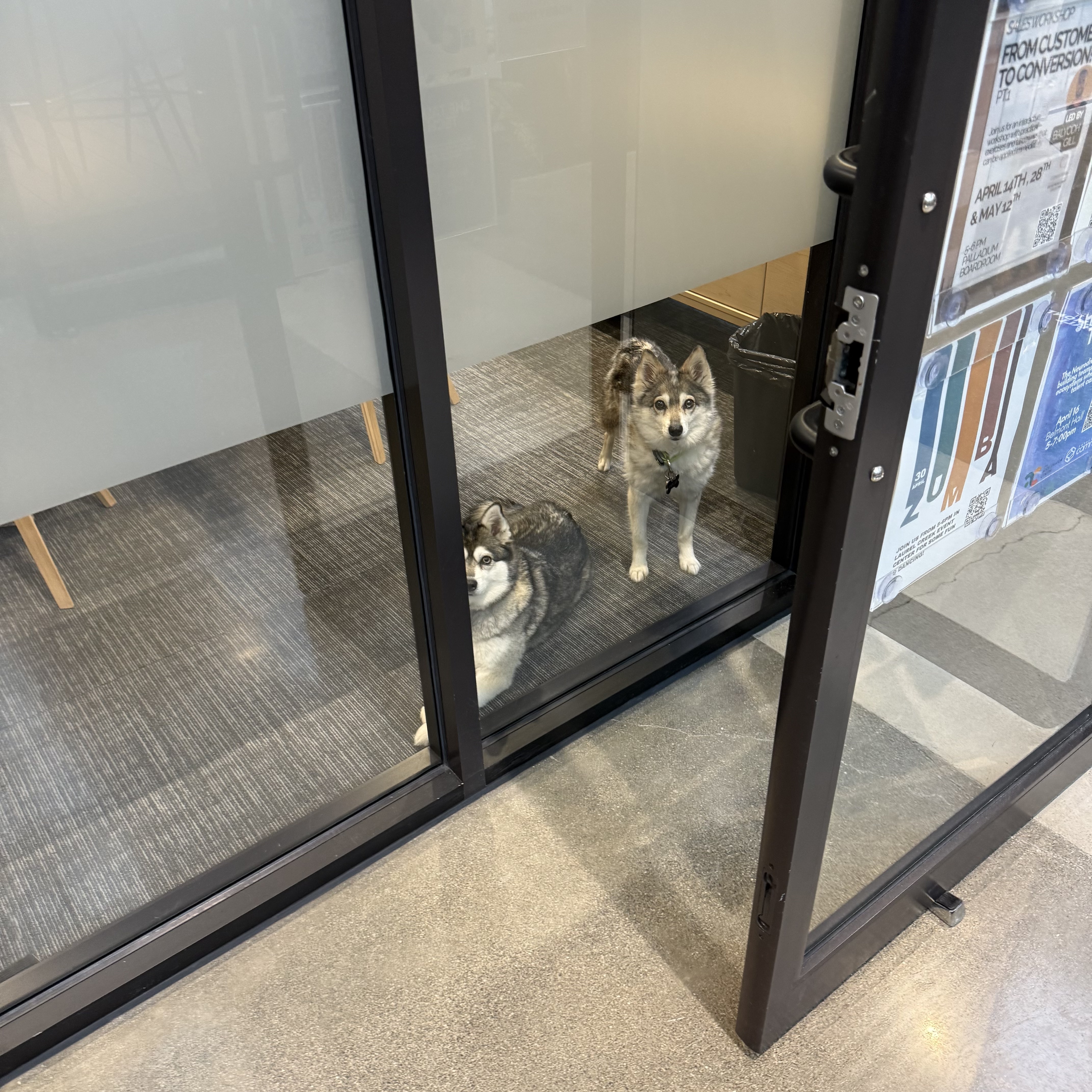 Two husky-type dogs waiting behind the glass doors of an office building vestibule, one sitting and one standing, both looking directly at the camera.