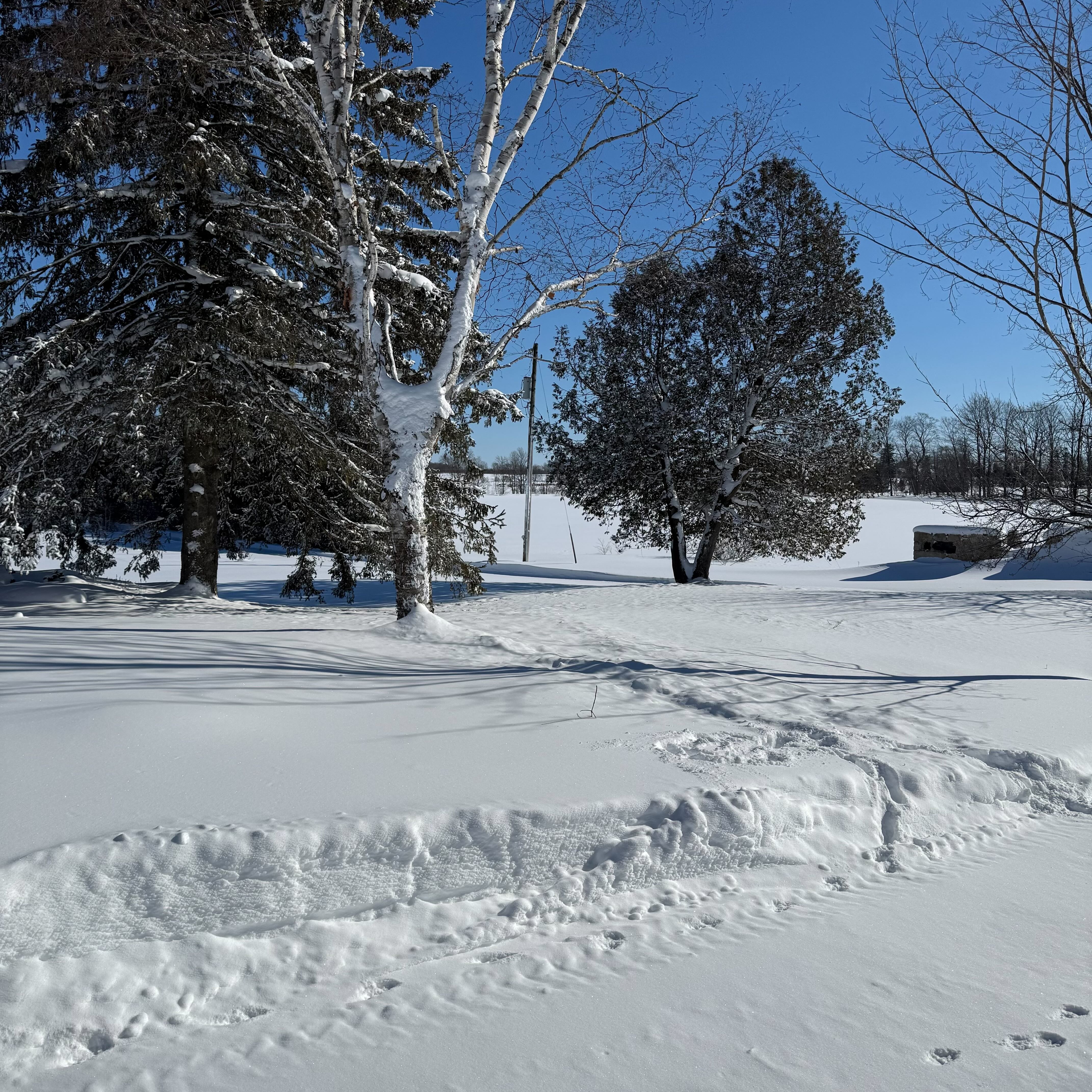 A bright winter scene with fresh snow on the ground, tall evergreen and birch trees, and crisp shadows under clear blue skies.