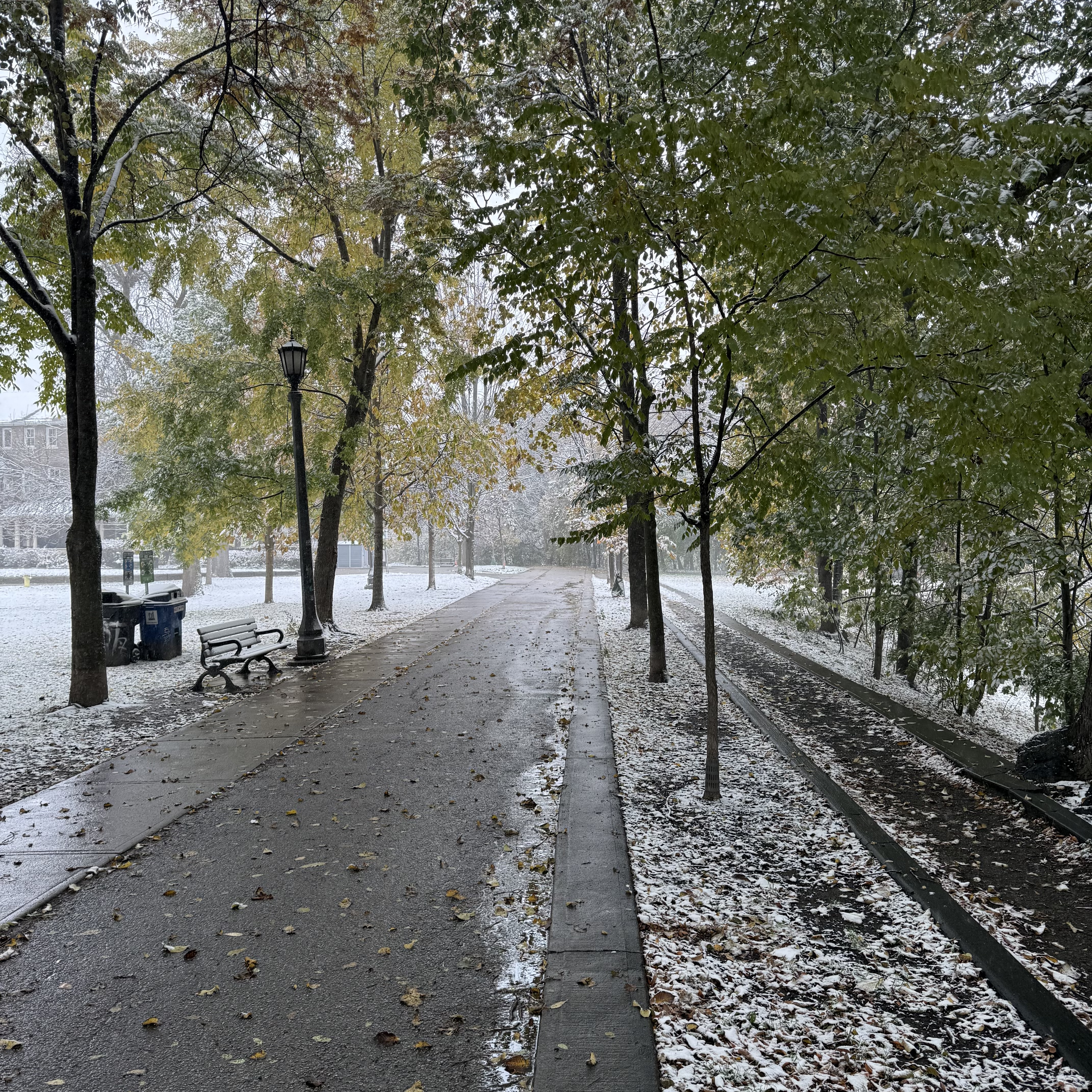 Fresh snow in Trinity Bellwoods Park