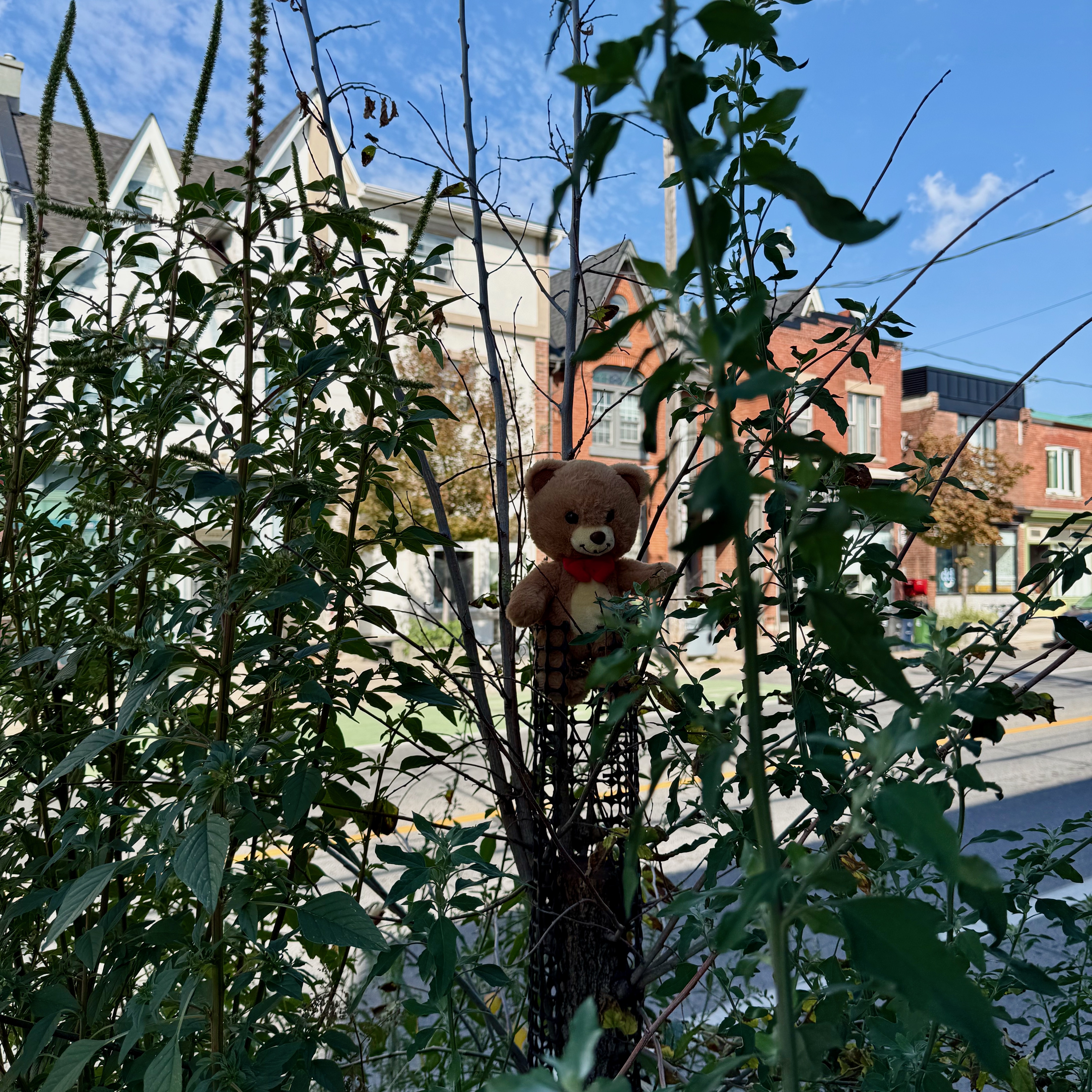 A small teddy bear with a red ribbon is perched in the branches of a shrub, partly hidden among green leaves. Behind it, a quiet residential street lined with brick and cream-colored houses sits under a bright blue sky. The bear looks slightly weathered, as if it has been there for a while, creating a curious, almost whimsical scene.
