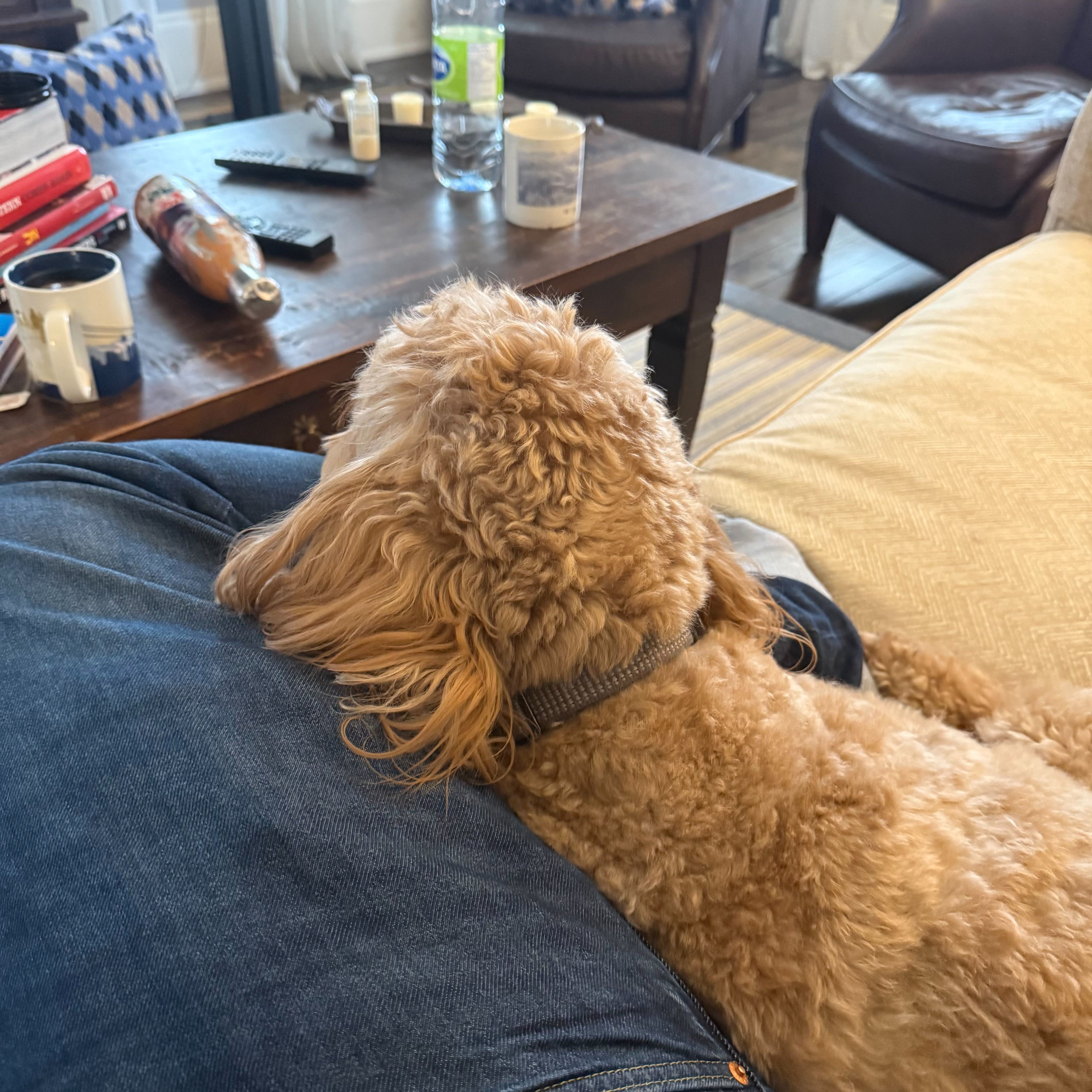 A golden doodle trotting across a gravel driveway, gripping a large fallen branch in its mouth, bare early-spring farm grounds behind it.