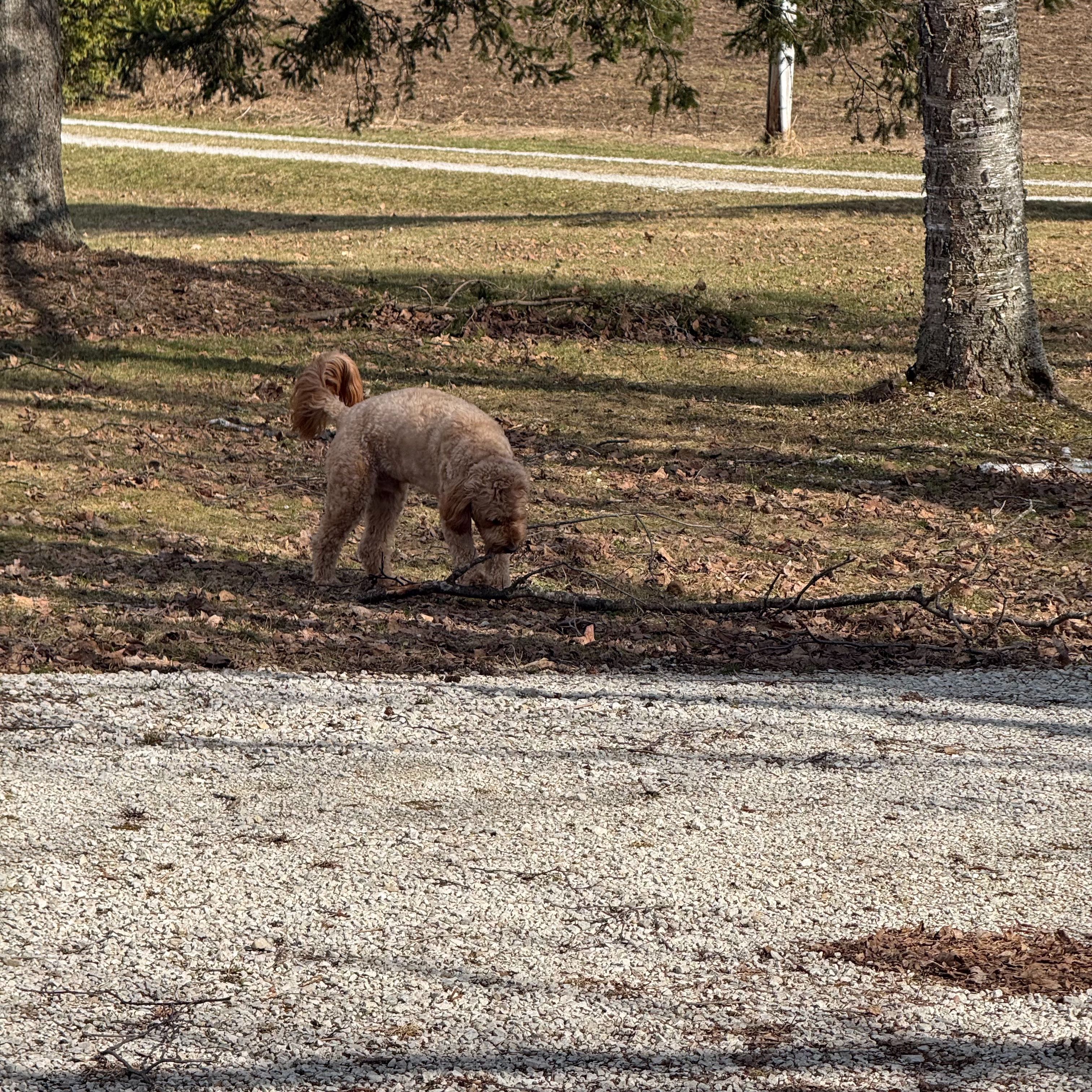 A golden doodle mid-run across a gravel driveway toward camera, a UnionTools wheelbarrow in the foreground, overcast sky and bare trees behind.