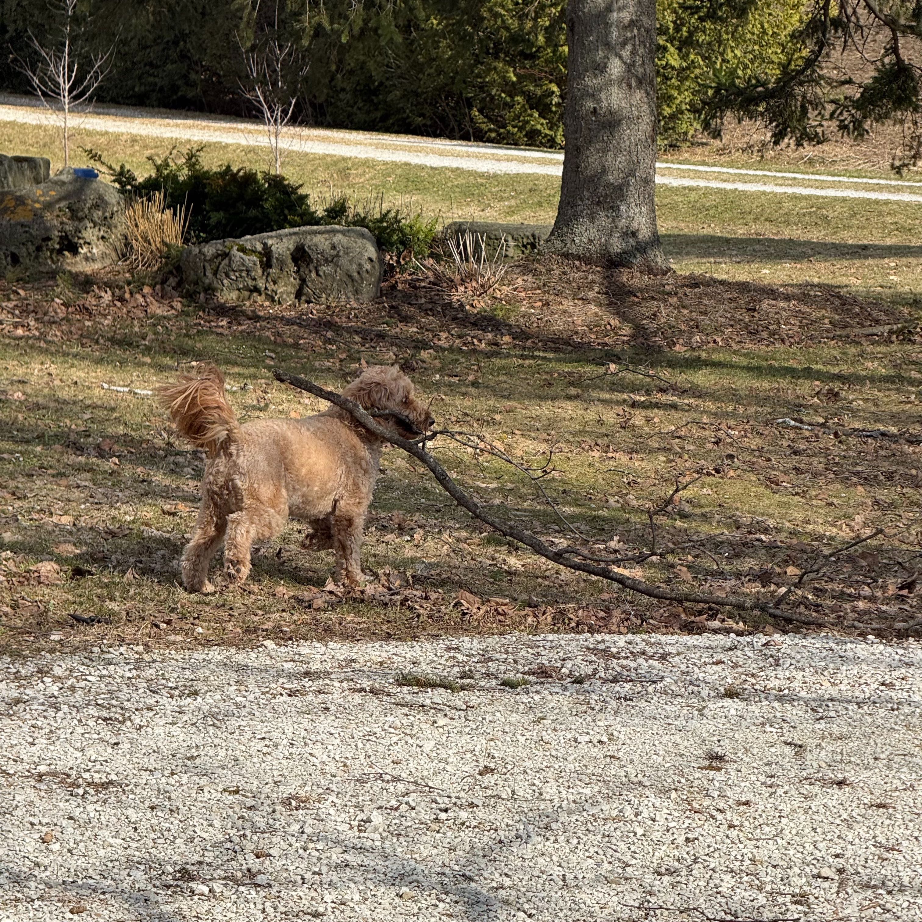 A golden doodle standing with its back to camera, nosing a fallen branch on the ground between two large tree trunks.