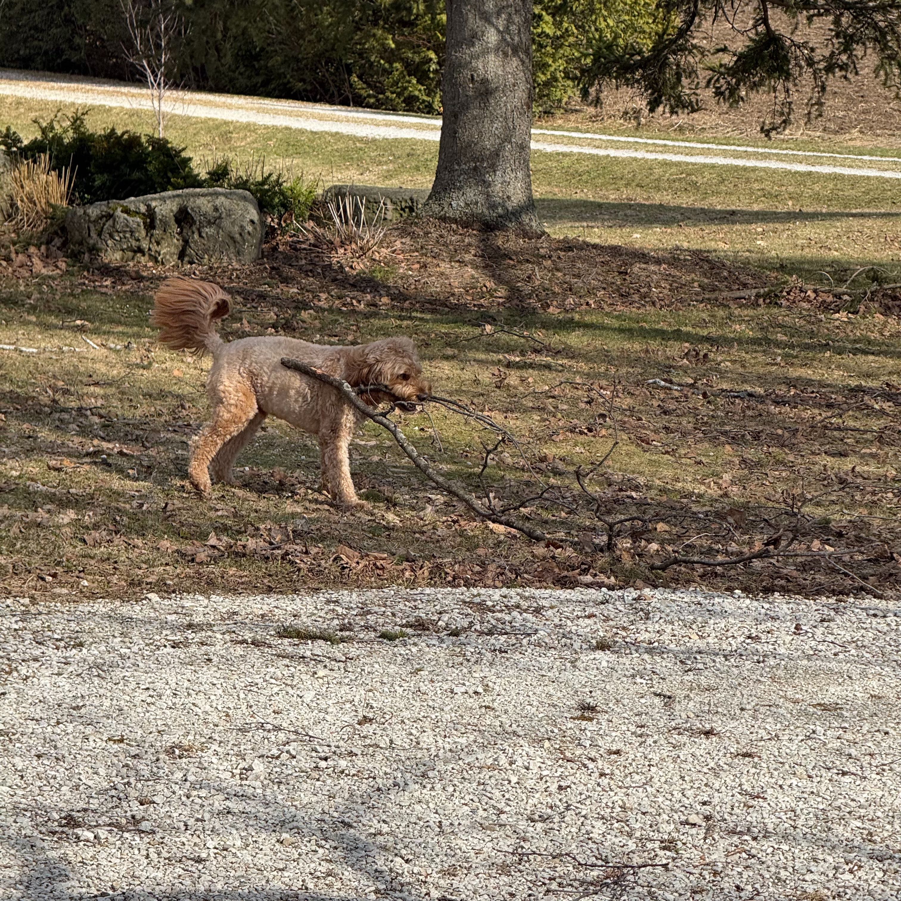 A golden doodle hauling a long fallen branch by its mouth along a gravel driveway edge, fieldstone border and evergreens in the background.
