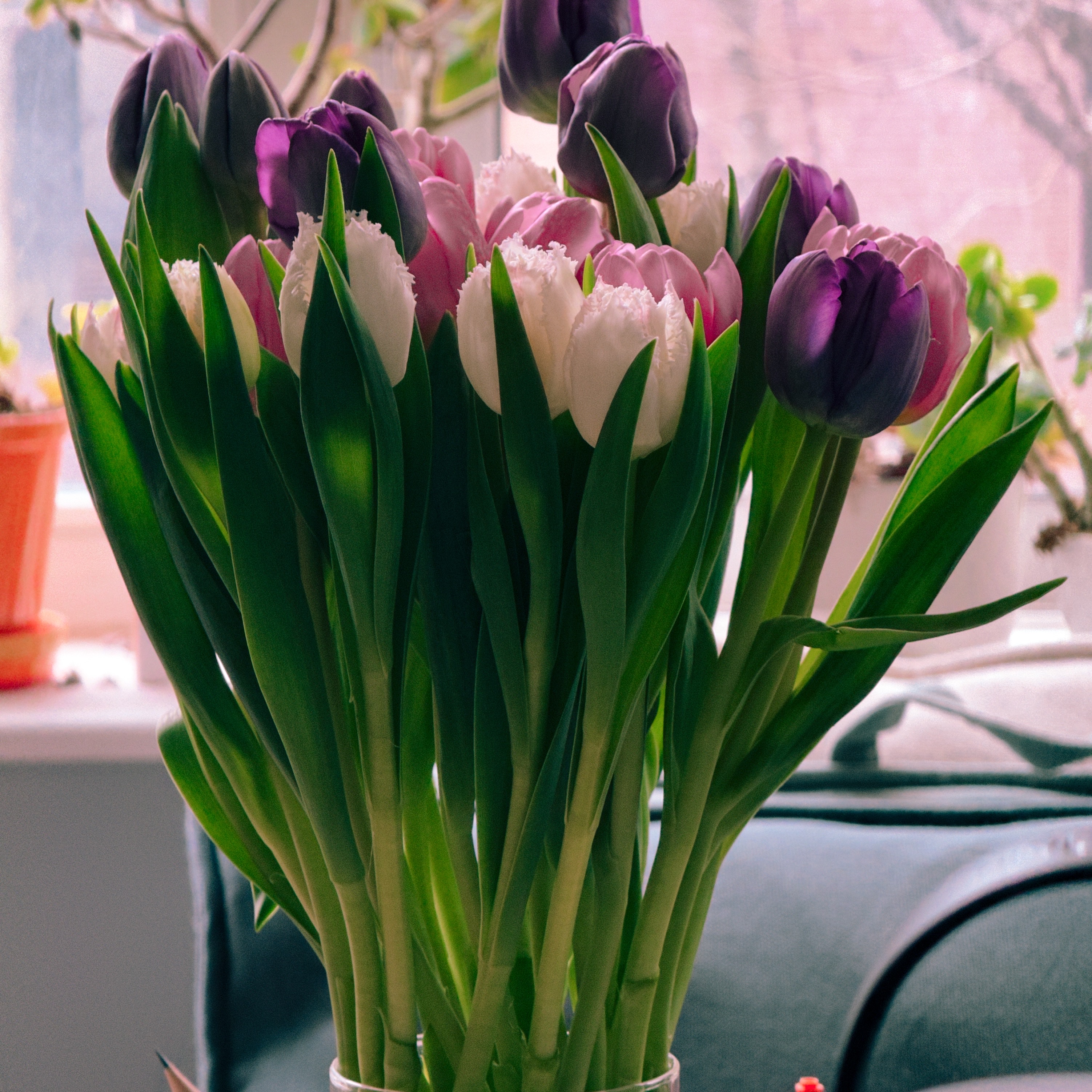 A bouquet of tulips in a glass vase on a windowsill, lit by soft natural light. The arrangement mixes deep purple, pale pink, and white fringed tulips with tall green stems and leaves. Other houseplants are visible on the windowsill behind them, and bare tree branches show through the window in the background.