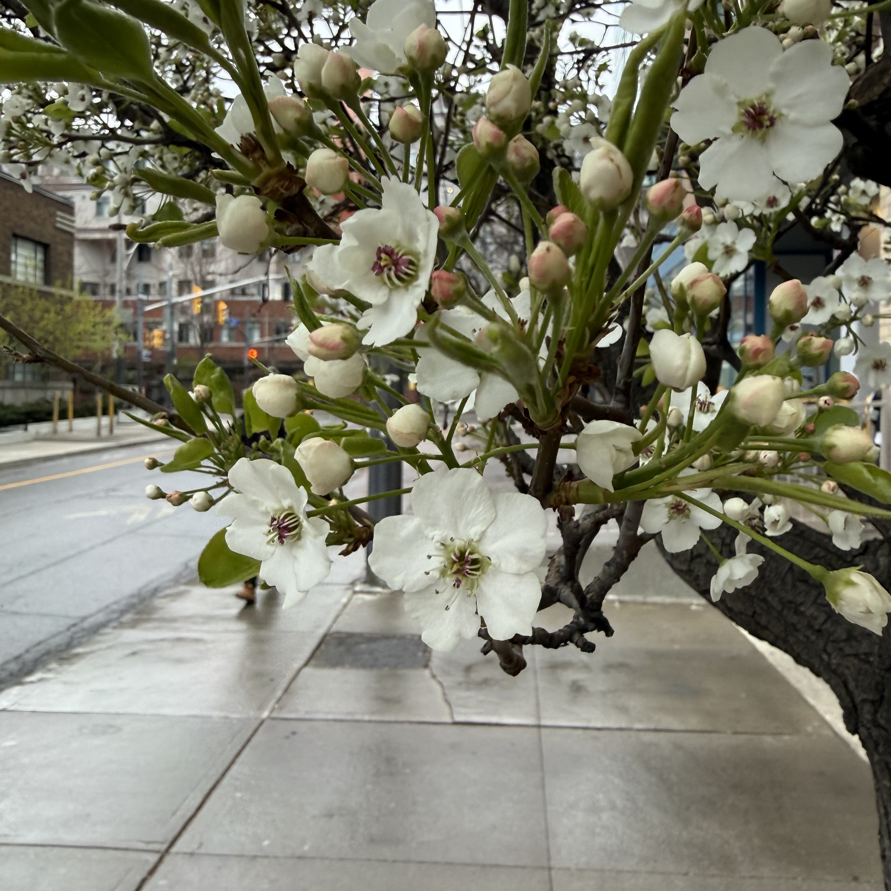 A Callery pear branch crowds the right of the frame, white blossoms with maroon centres and pink-tipped buds in sharp focus. Behind it, a rain-slick sidewalk and empty street recede past low-rise apartment buildings.